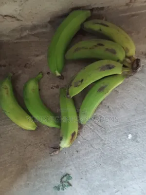 Cavendish Dwarf Banana