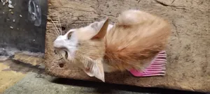 3-6 months Female Mixed Breed Cat