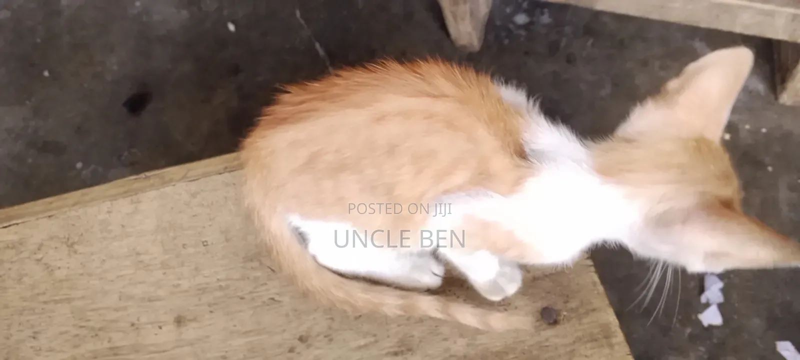 3-6 months Female Mixed Breed Cat