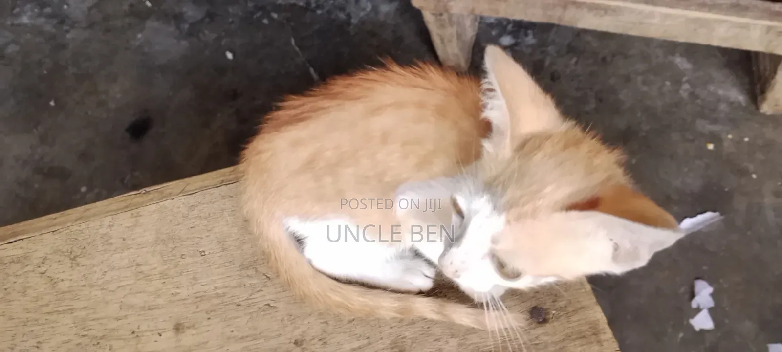 3-6 months Female Mixed Breed Cat