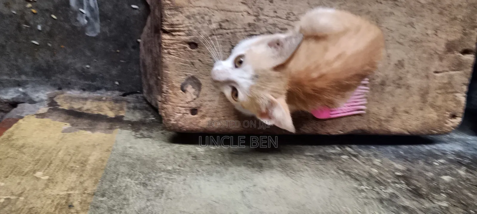 3-6 months Female Mixed Breed Cat