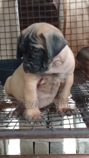 1-3 months Female Purebred Bullmastiff