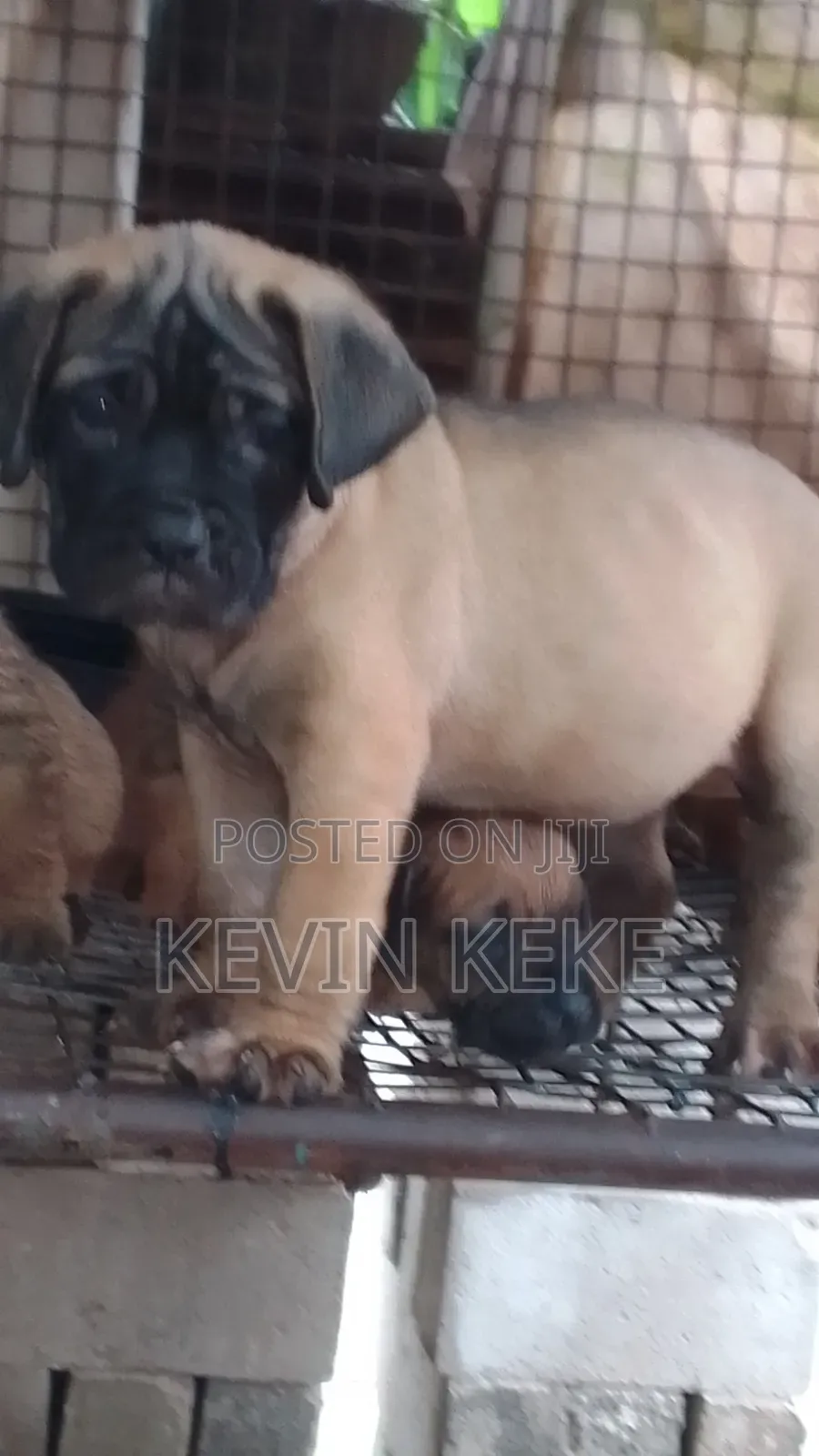 1-3 months Female Purebred Bullmastiff