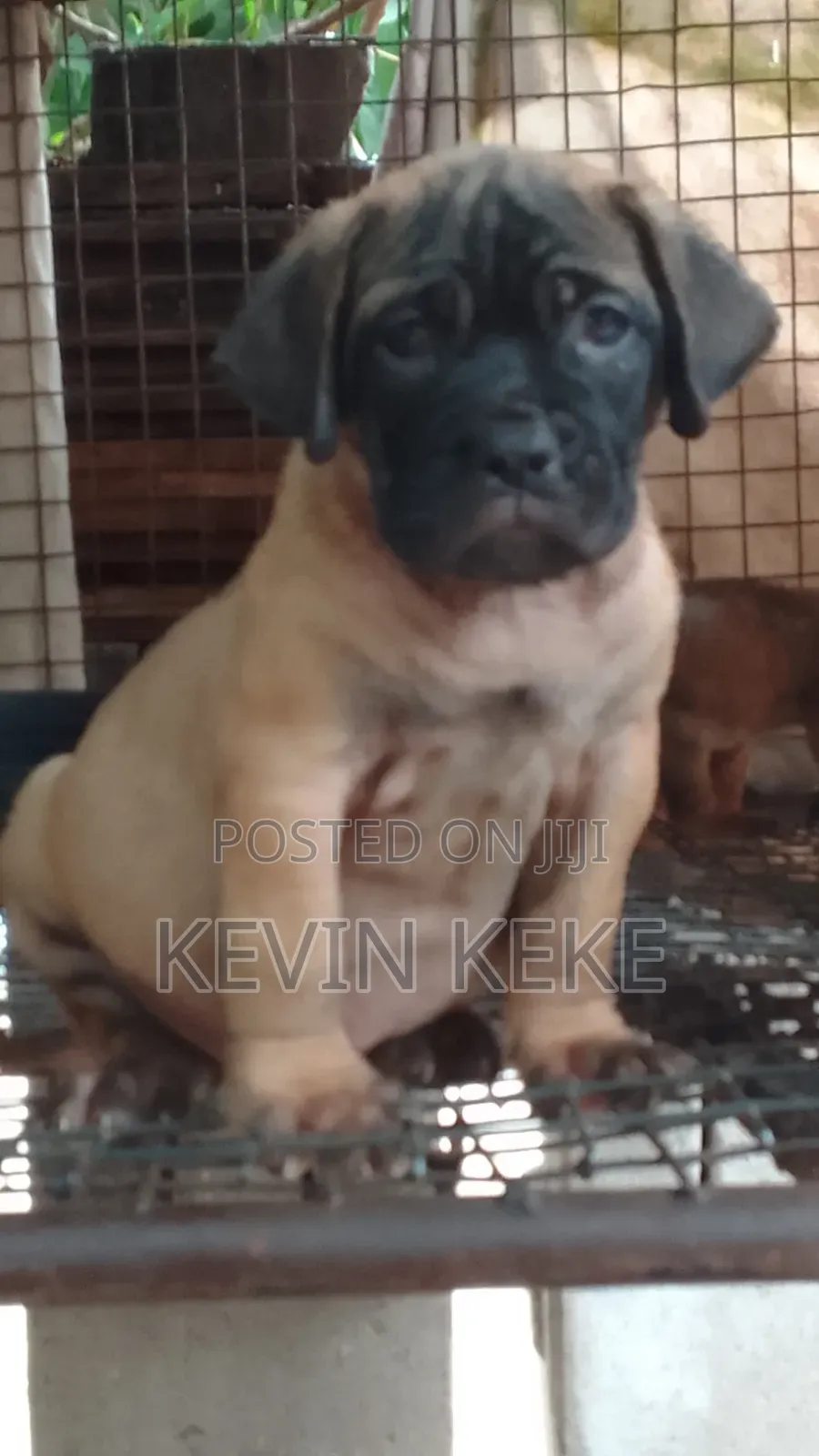 1-3 months Female Purebred Bullmastiff