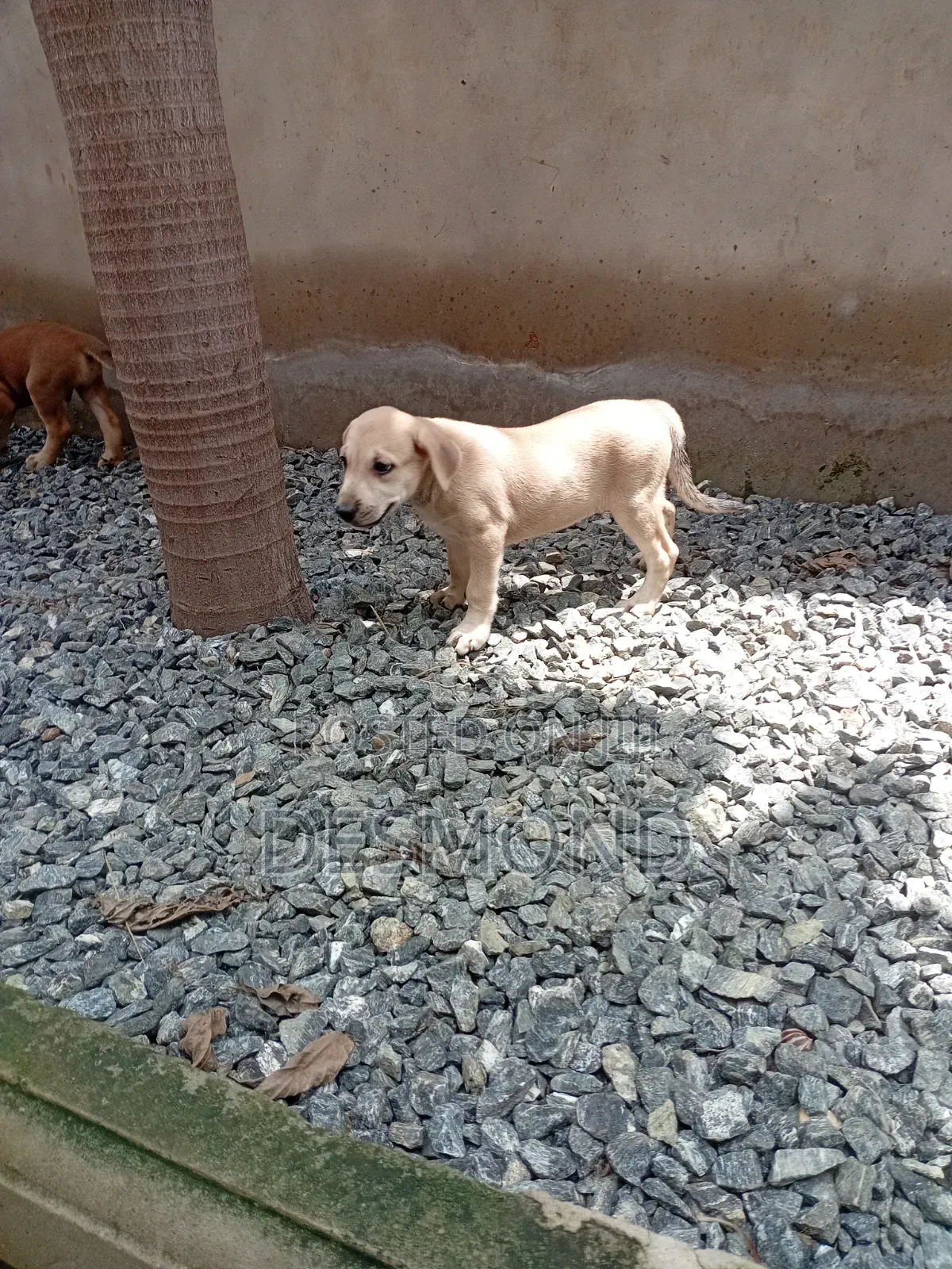 1-3 months Male Mixed Breed Doberman Pinscher