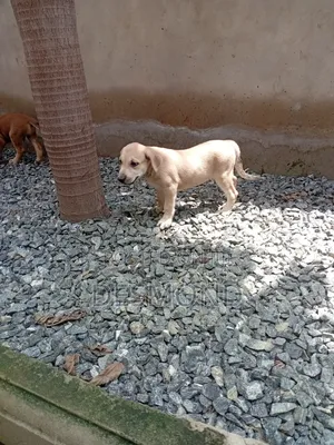 1-3 months Male Mixed Breed Doberman Pinscher