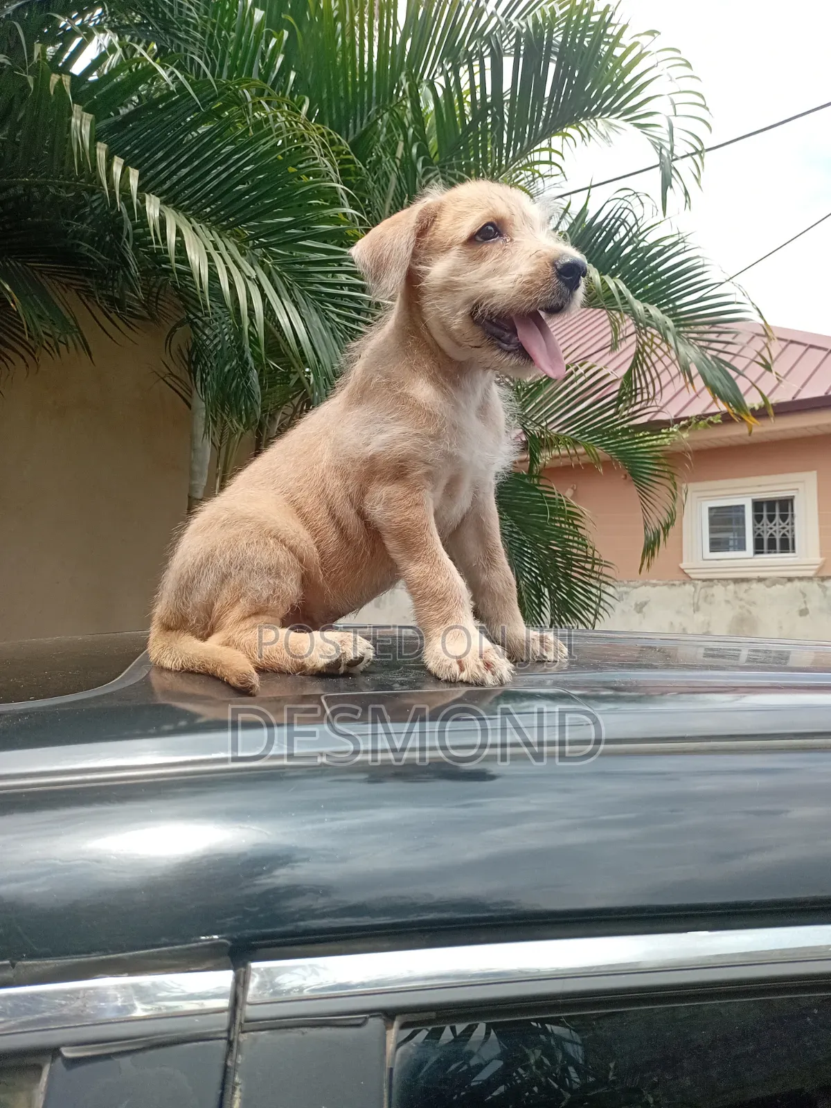 1-3 months Male Mixed Breed Doberman Pinscher