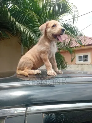 1-3 months Male Mixed Breed Doberman Pinscher