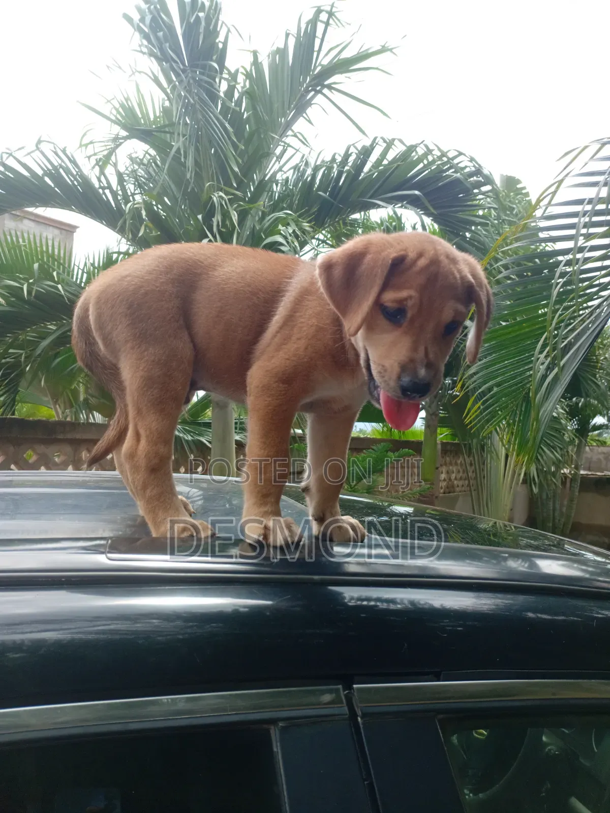 1-3 months Male Mixed Breed Doberman Pinscher