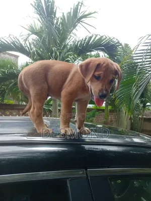 1-3 months Male Mixed Breed Doberman Pinscher