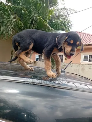 1-3 months Male Mixed Breed Doberman Pinscher