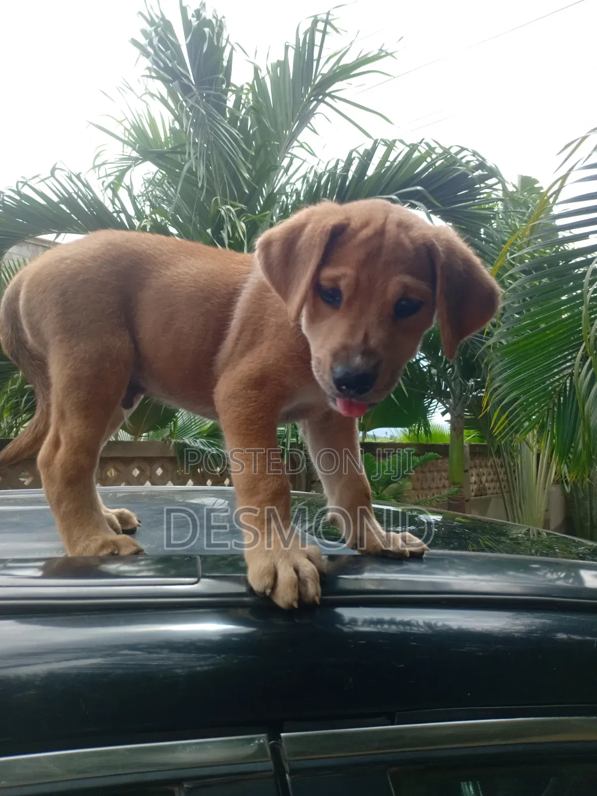 1-3 months Male Mixed Breed Doberman Pinscher
