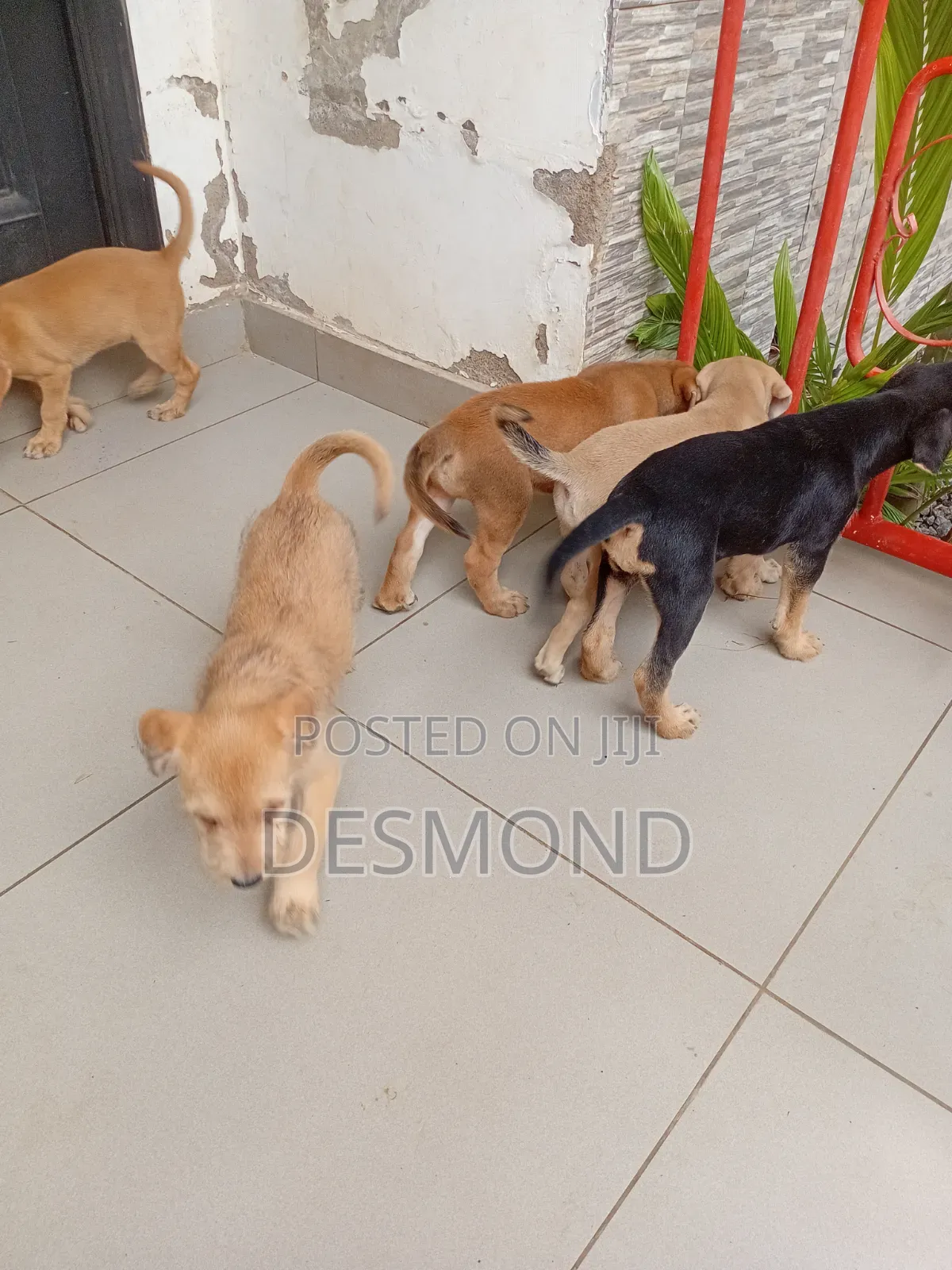 1-3 months Male Mixed Breed Doberman Pinscher