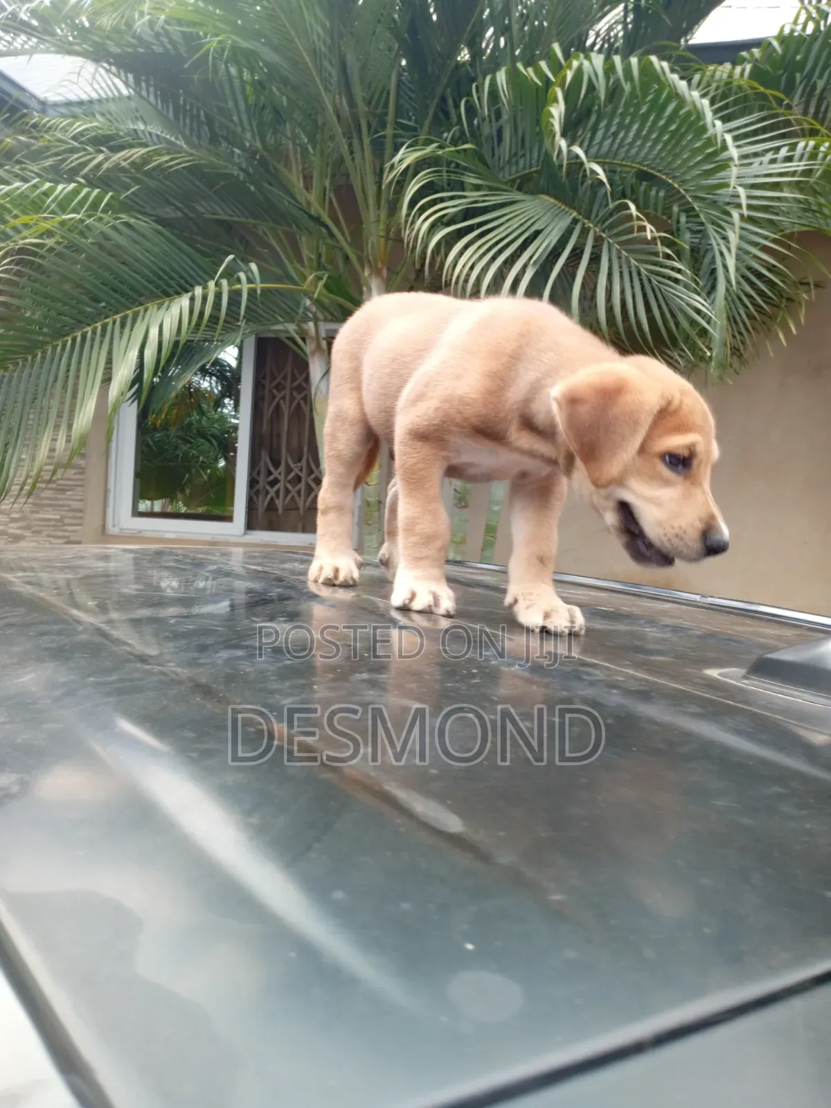 3-6 months Female Mixed Breed Doberman Pinscher
