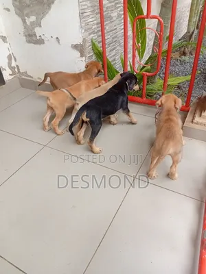 3-6 months Female Mixed Breed Doberman Pinscher