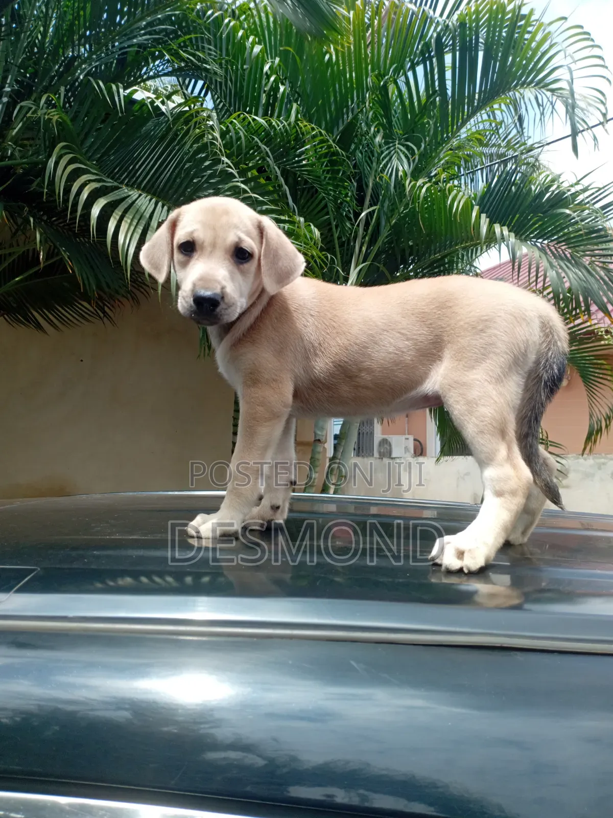 3-6 months Female Mixed Breed Doberman Pinscher