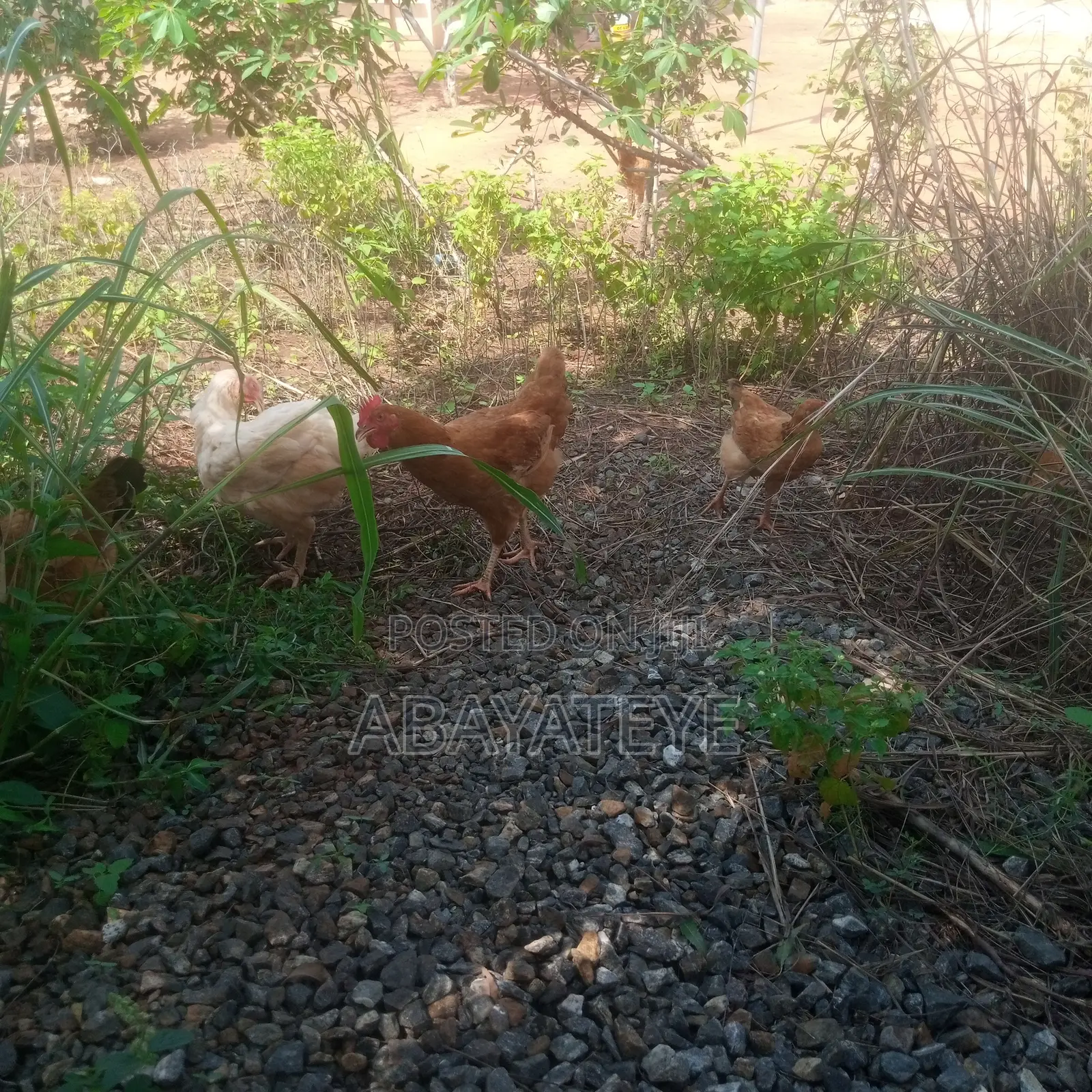 Mature Sasso Birds Ready to Lay Slaughter