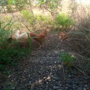 Mature Sasso Birds Ready to Lay Slaughter