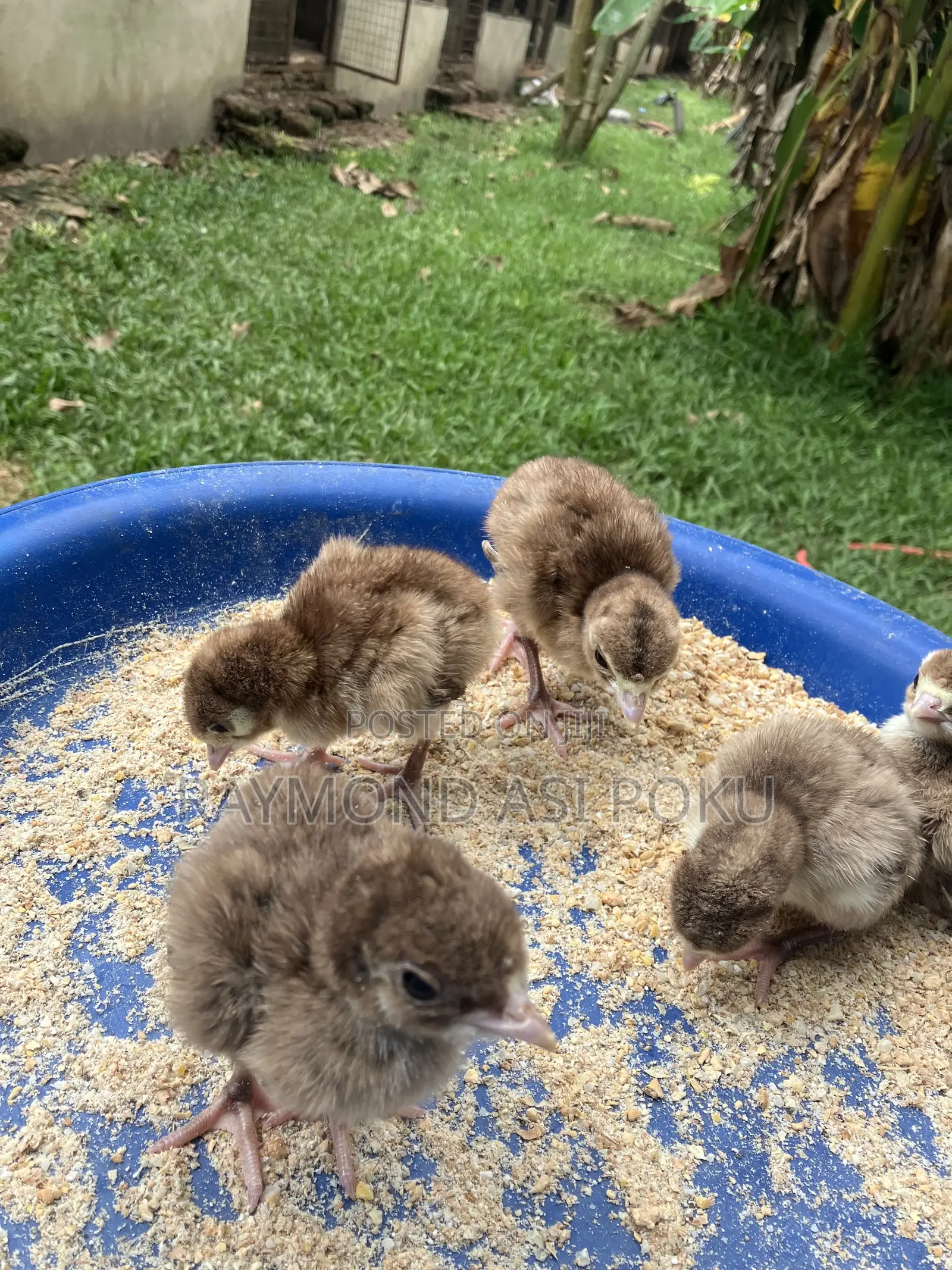 Bourbon Red Day Old,(Red Turkeys)