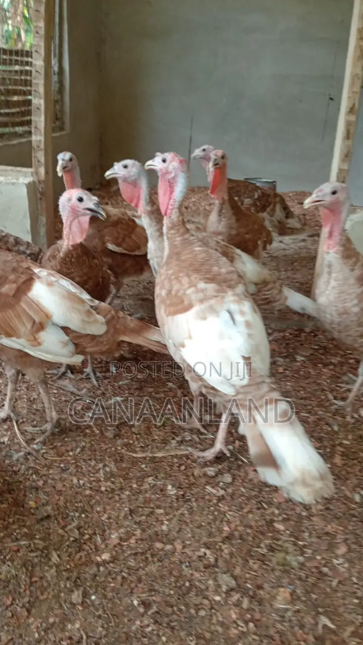Red Bourbon Turkeys Poults