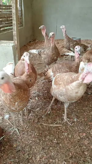 Red Bourbon Turkeys Poults