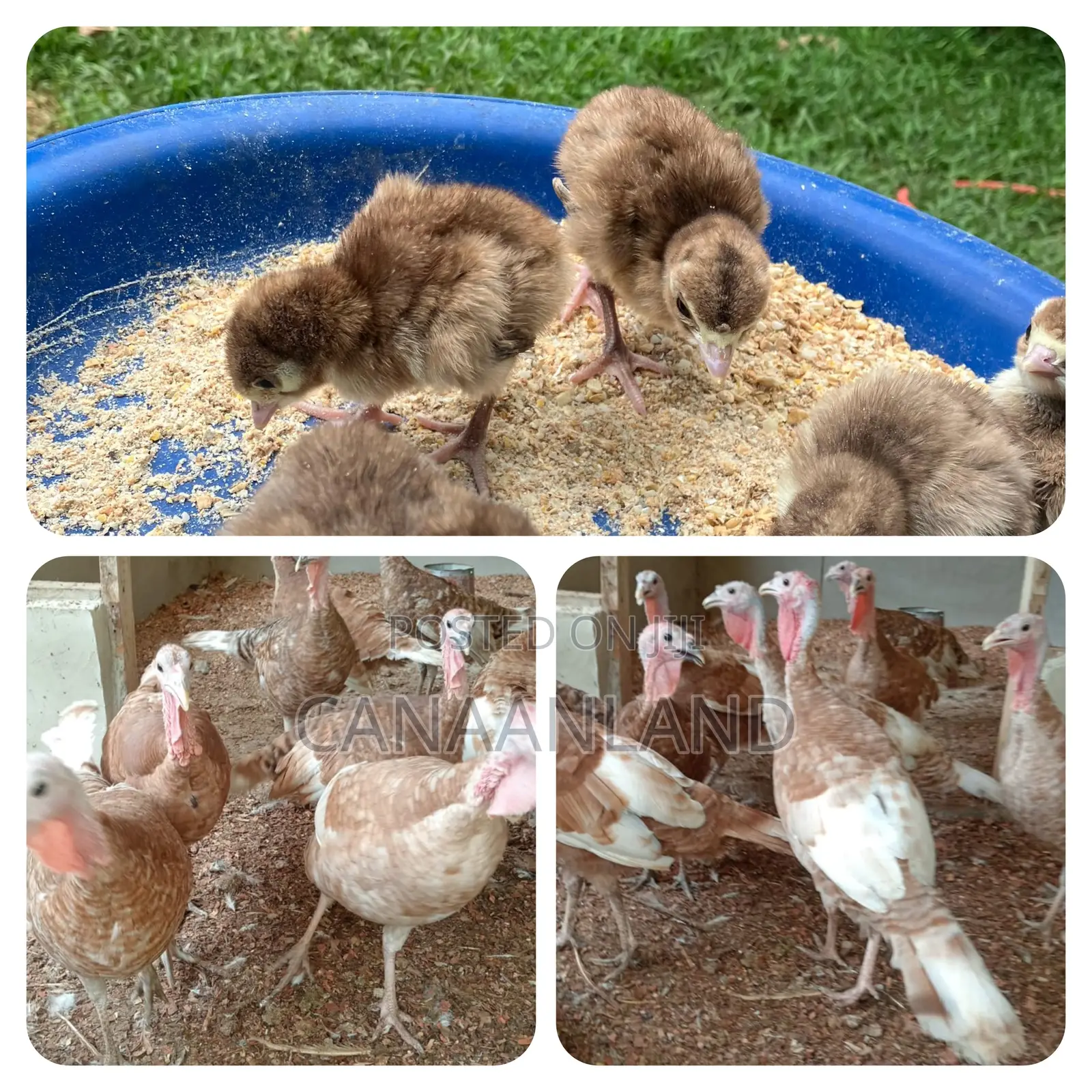 Red Bourbon Turkeys Poults