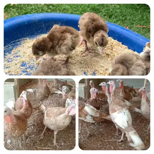 Red Bourbon Turkeys Poults
