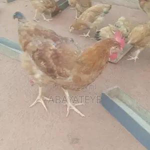 Mature Sasso Birds Ready to Lay Slaughter