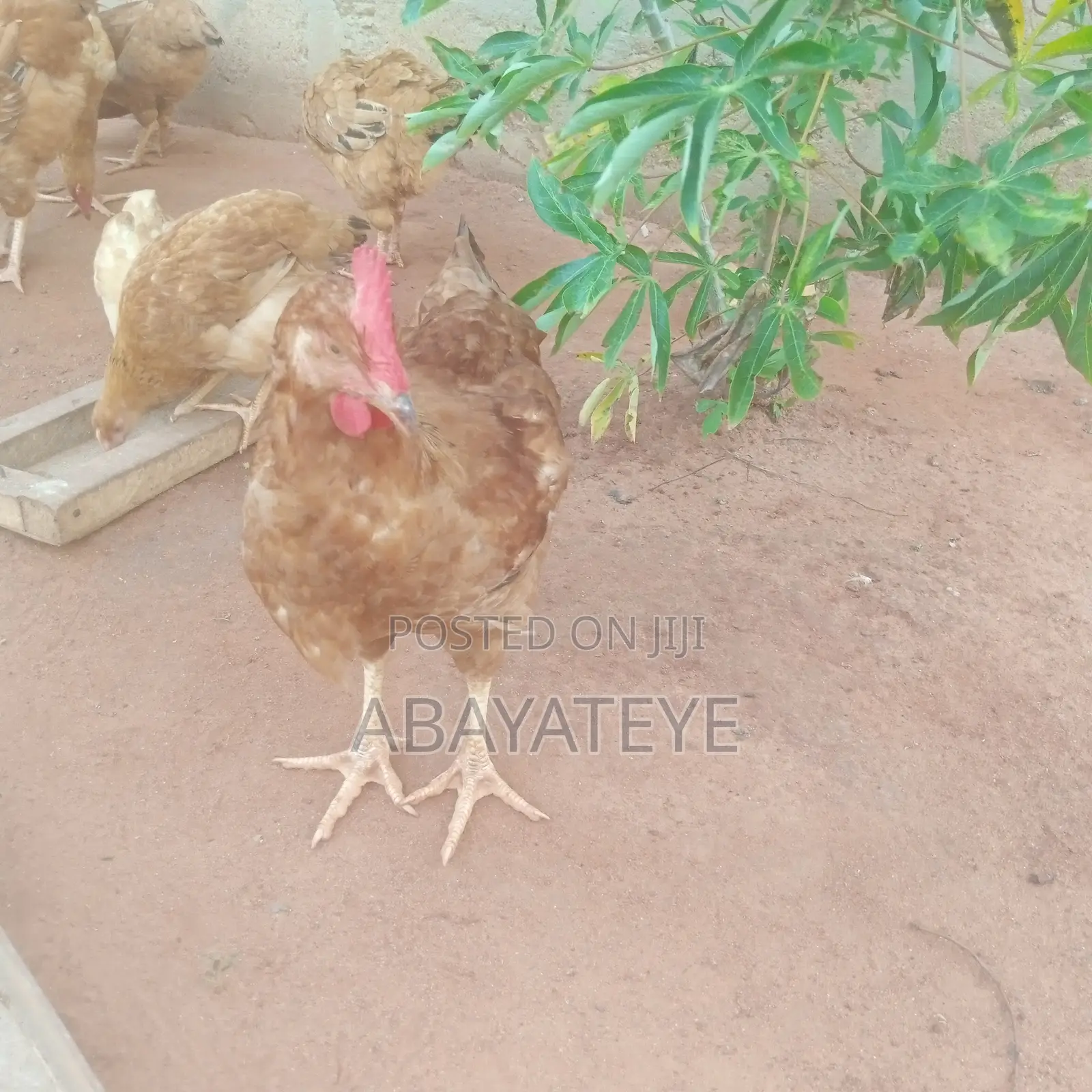Mature Sasso Birds Ready to Lay Slaughter