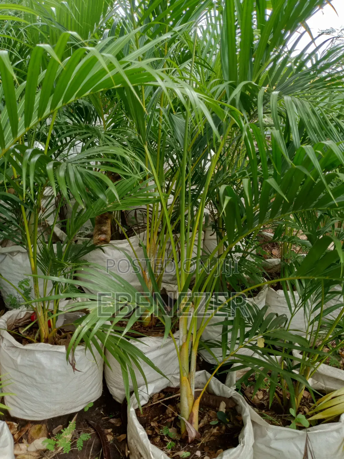 Areca Palm