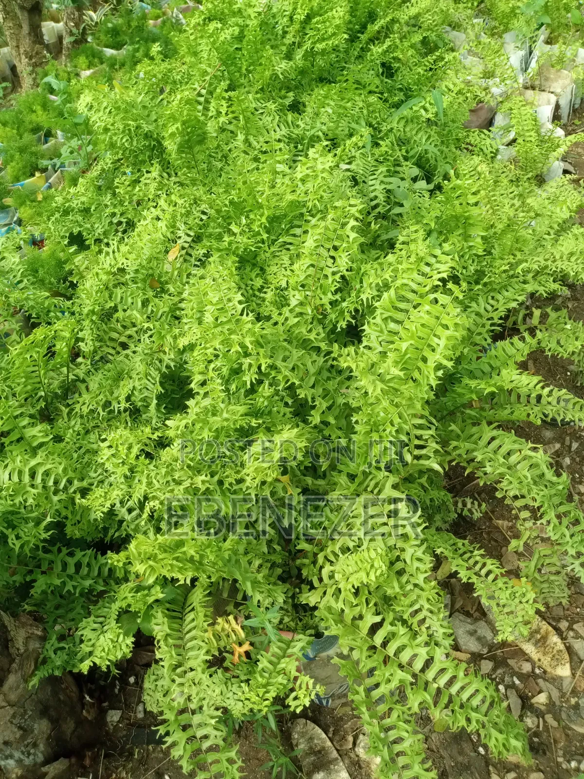 Ferns Flowers