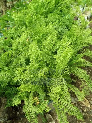 Ferns Flowers