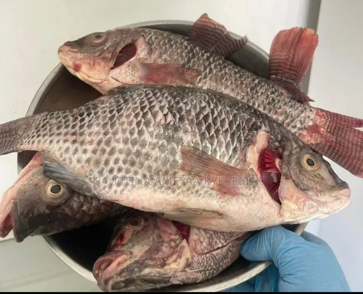 Fresh Tilapia for Sale – Clean, Big Affordable (Pickup Delivery)