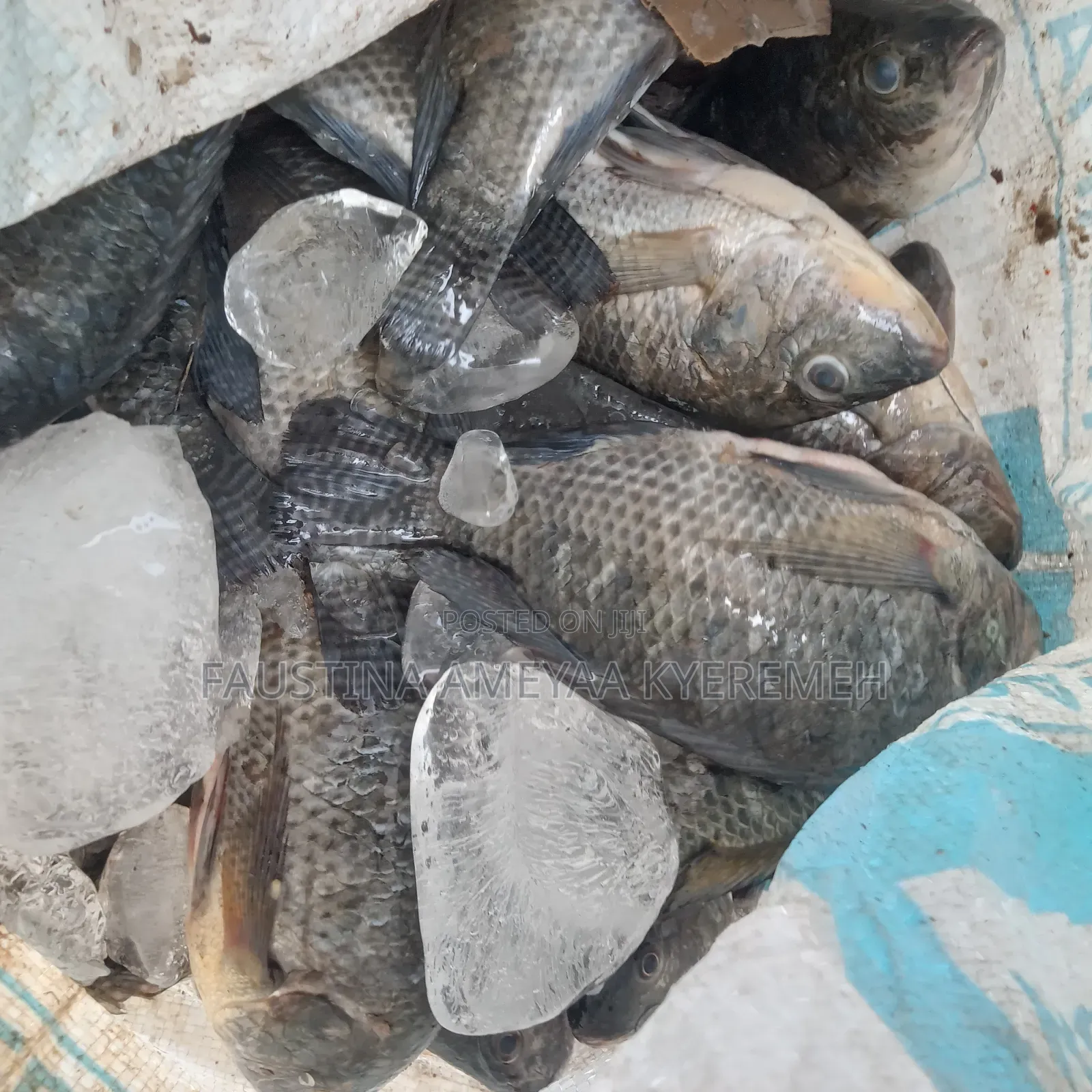 Fresh Tilapia for Sale – Clean, Big Affordable (Pickup Delivery)