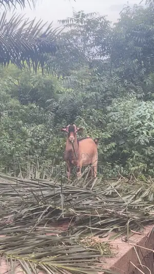 Black and Brown Male Goat