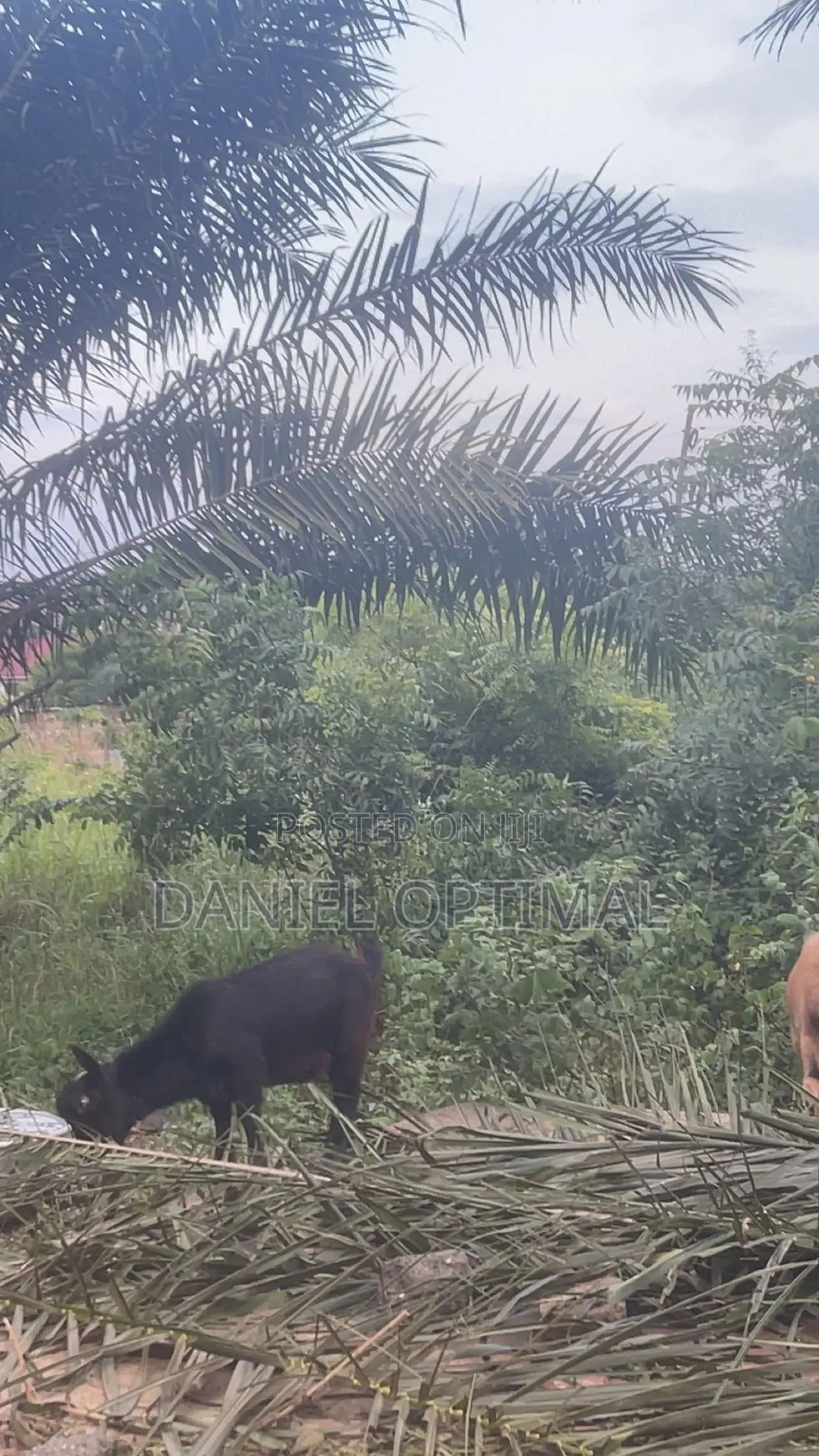 Black and Brown Male Goat
