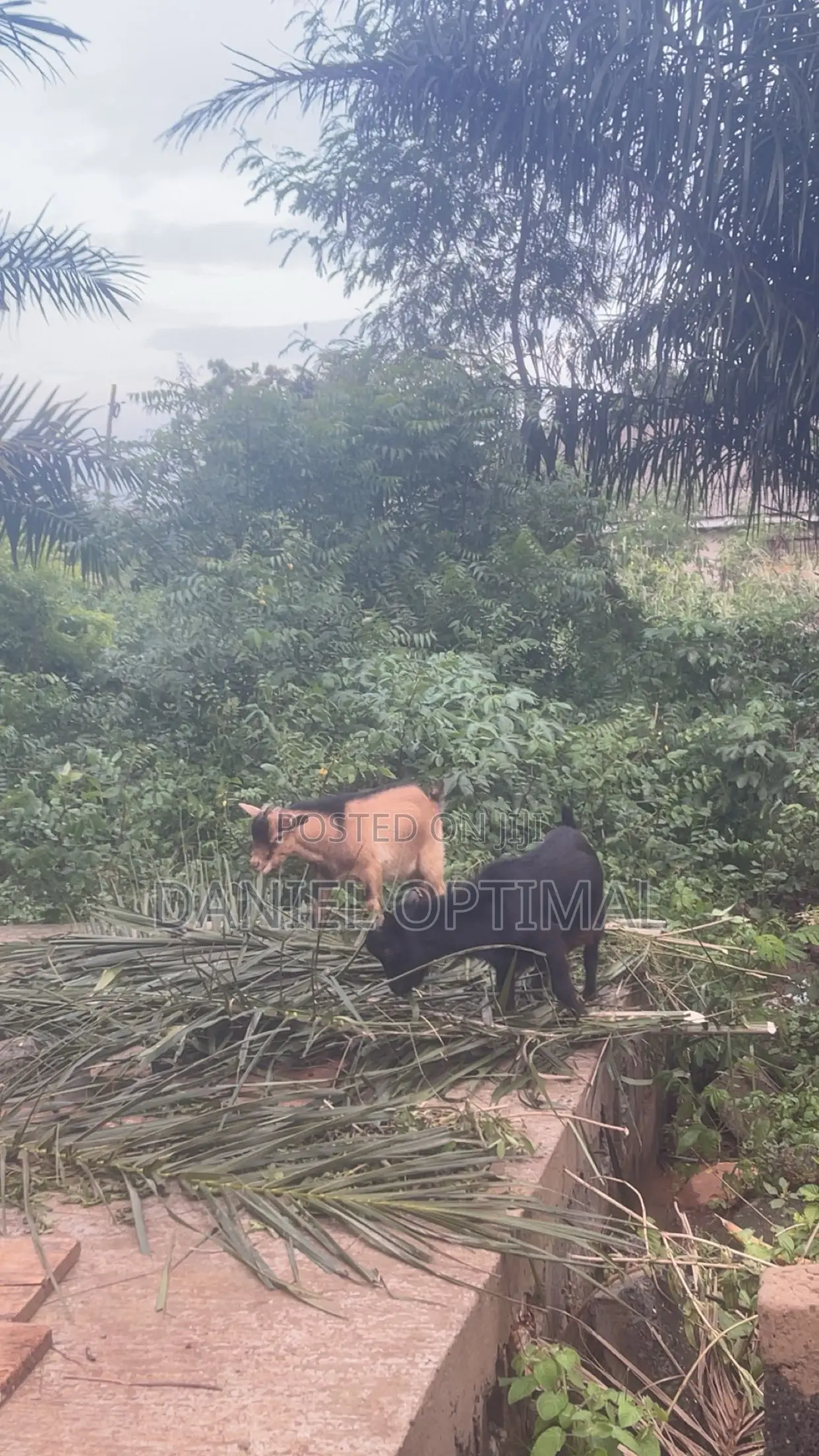 Black and Brown Male Goat