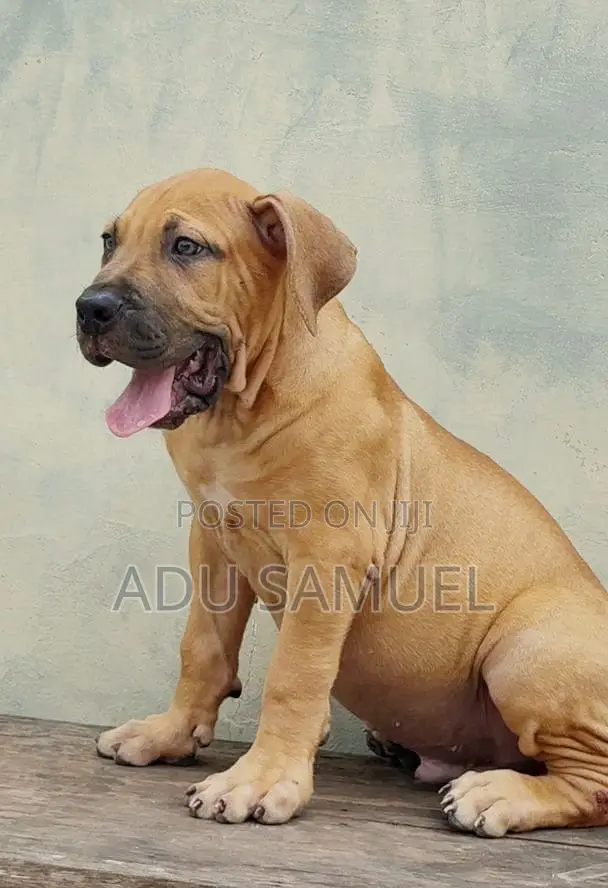 1-3 months Female Purebred Boerboel