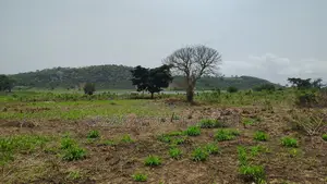Volta Region, Tongor (Kaira) _ 4.88 Acres Irrigable Farmland