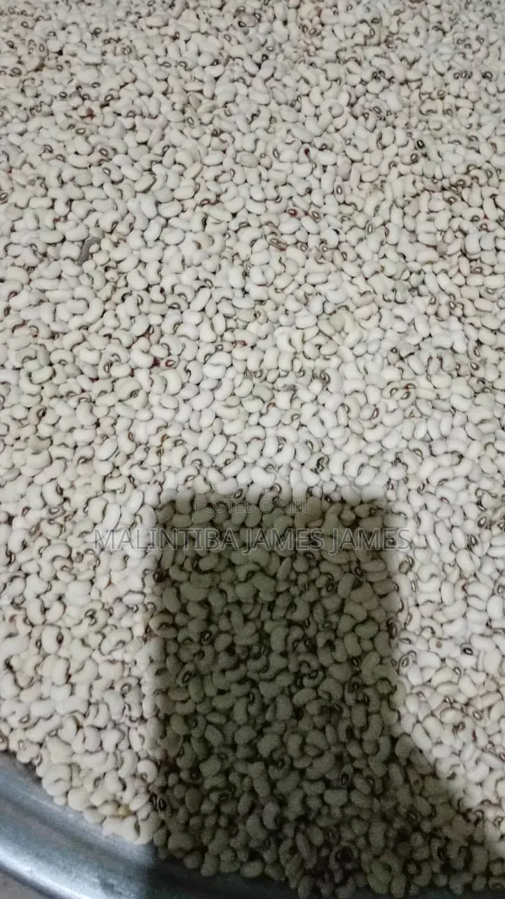 Beans Project