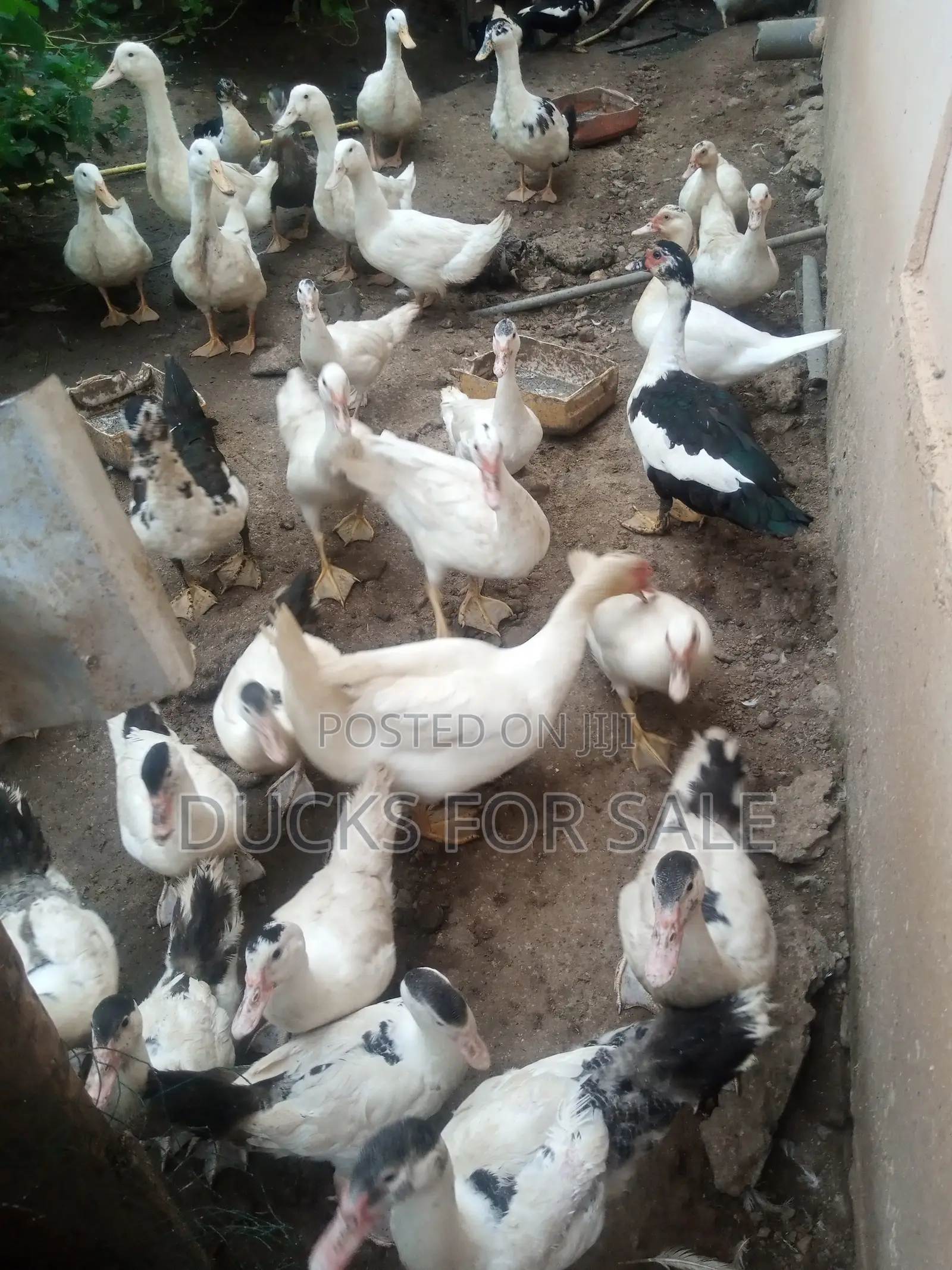 Obrempong Farms