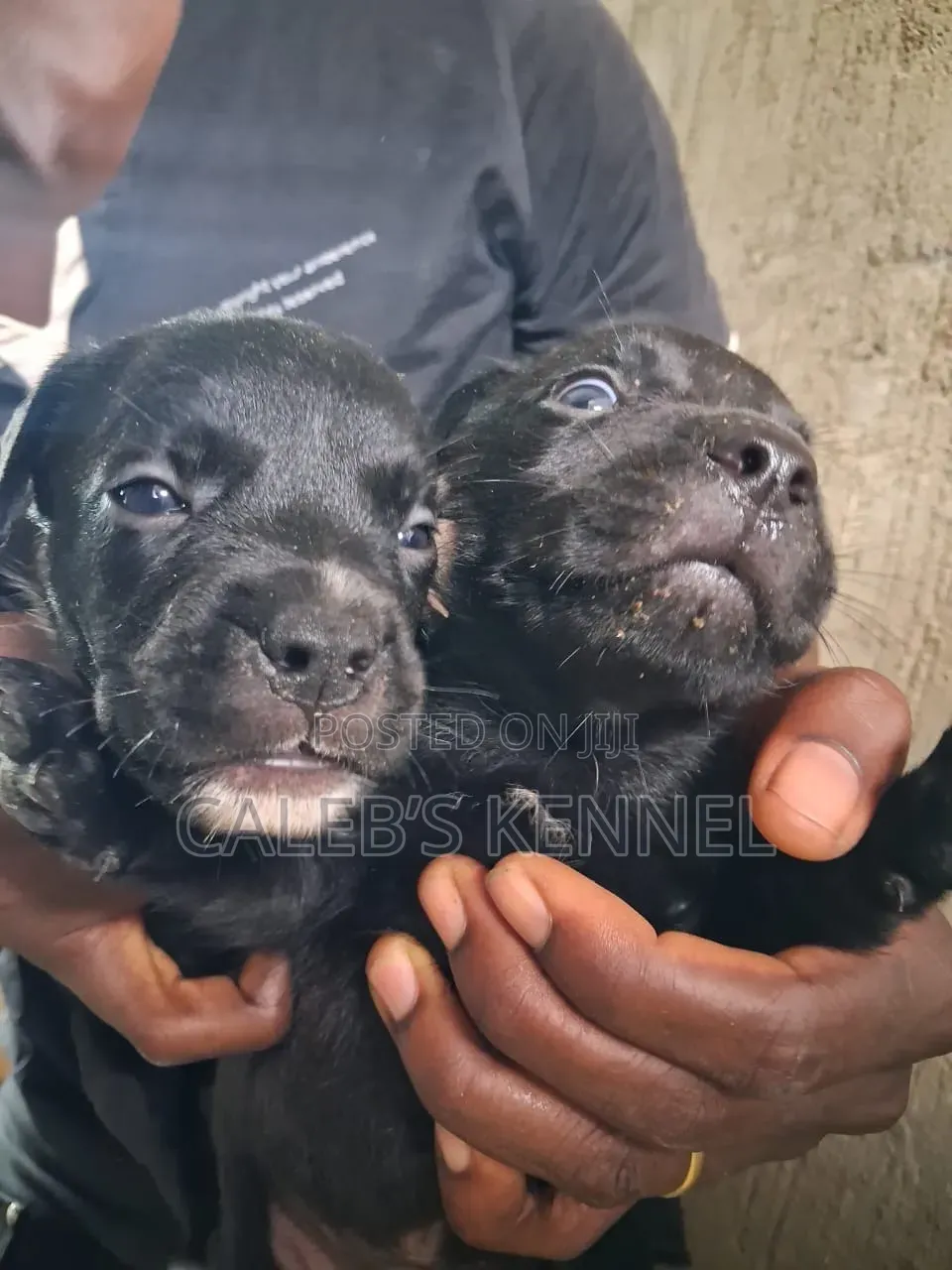 0-1 month Male Mixed Breed American Pit Bull Terrier