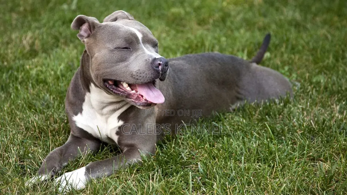 0-1 month Male Mixed Breed American Pit Bull Terrier