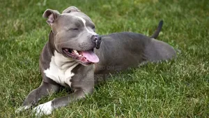 0-1 month Male Mixed Breed American Pit Bull Terrier