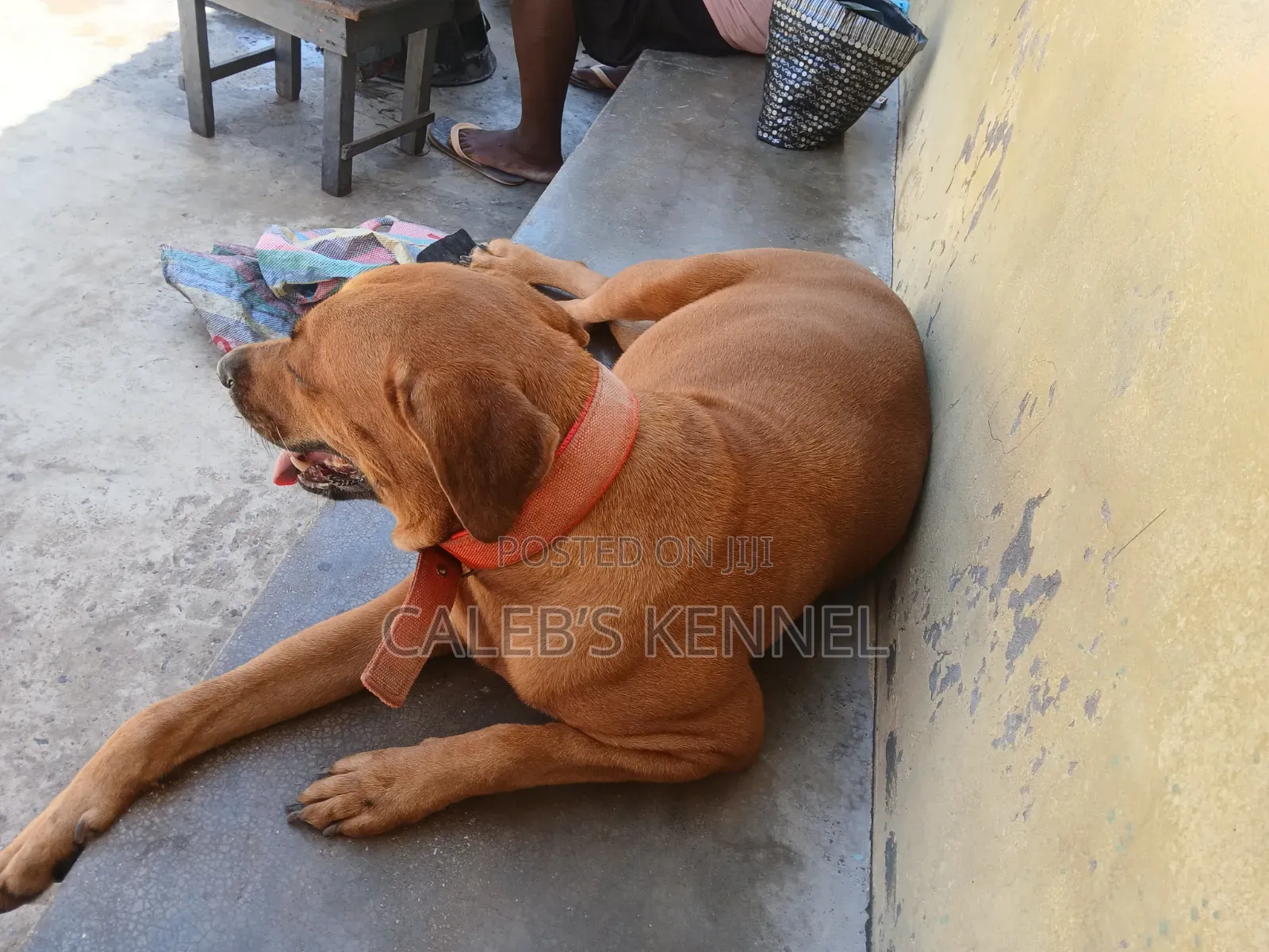 0-1 month Male Mixed Breed American Pit Bull Terrier