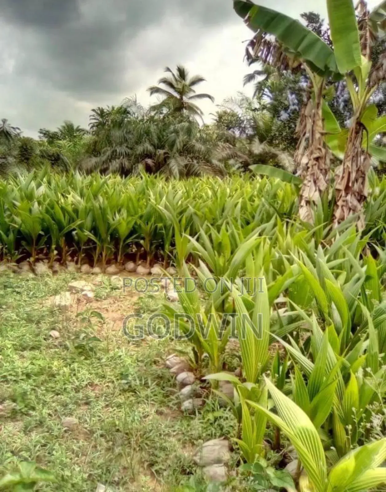 Godglad Nursery