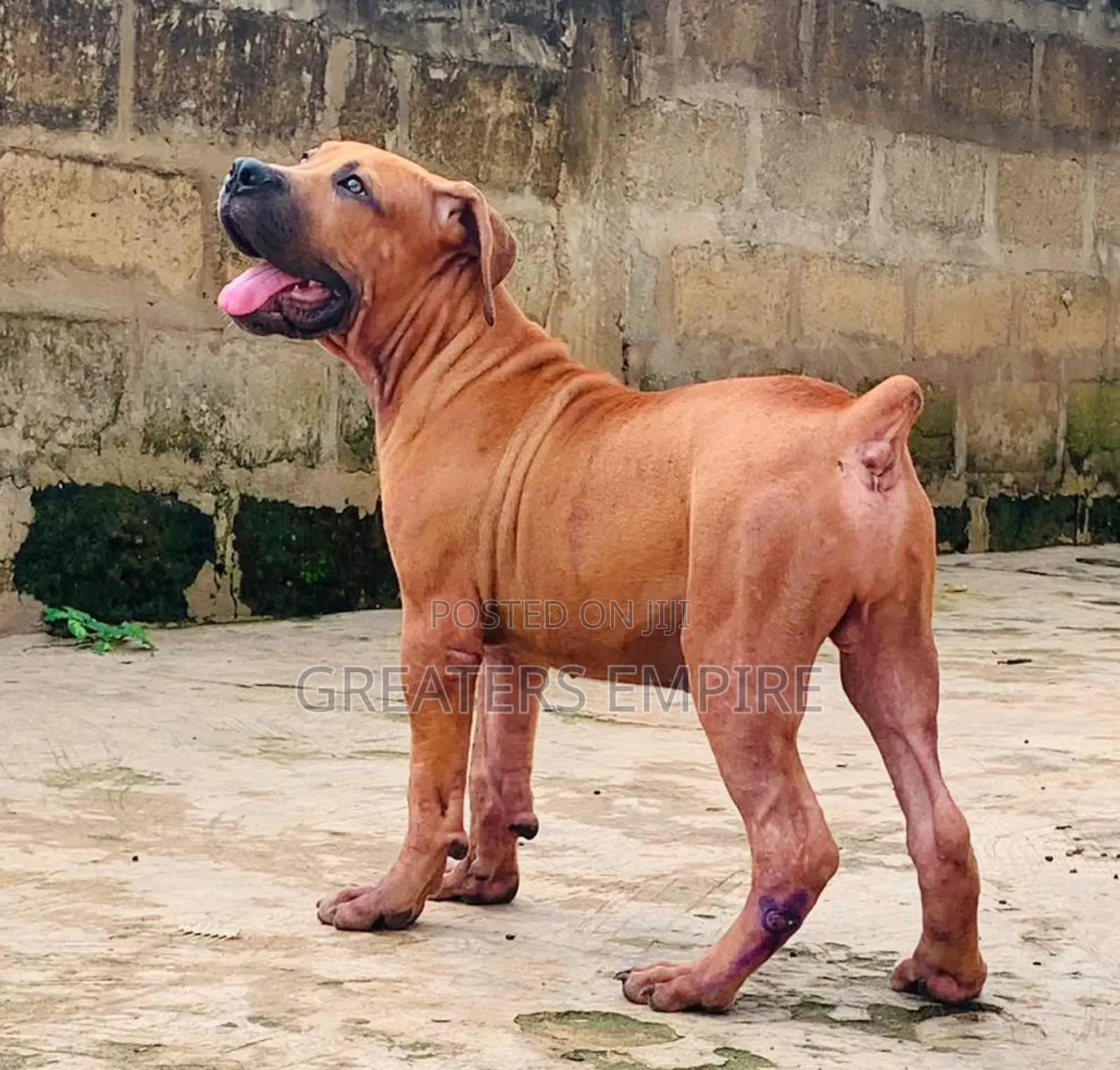 3-6 months Male Purebred Boerboel