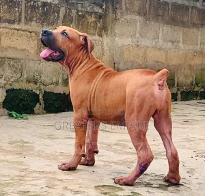 3-6 months Male Purebred Boerboel