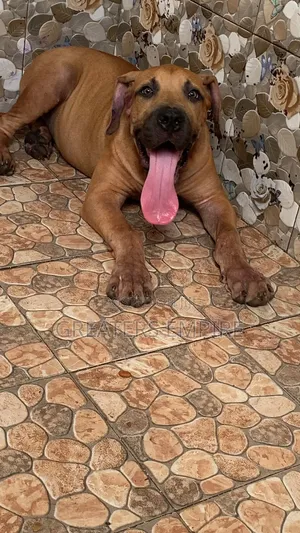 3-6 months Male Purebred Boerboel