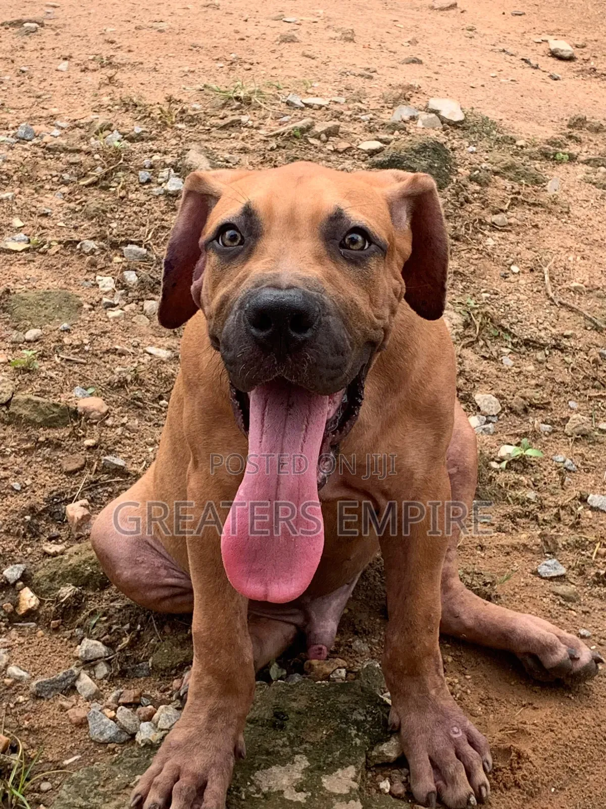 3-6 months Male Purebred Boerboel